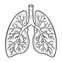 Lungs. Internal organs. Icon on a white background. One line vector