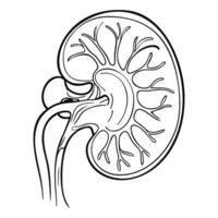 Bud. Internal organs. Icon on a white background. One line vector