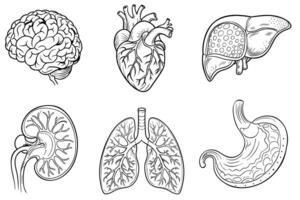 Set of isolated icons with different human internal organs cartoon style vector