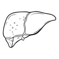 Liver. Internal organs. Icon on a white background. One line vector