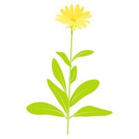 One calendula flower with leaves vector