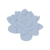 Blue-gray Echeveria succulent without pot vector