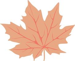 Maple tree leaf design nature. vector