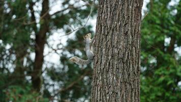 One cute squirrel climbing on the tree in spring photo