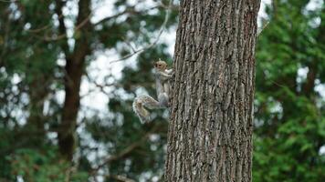 One cute squirrel climbing on the tree in spring photo