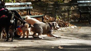 The cute dogs view with the adorable state in the yard photo
