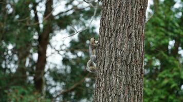 One cute squirrel climbing on the tree in spring photo