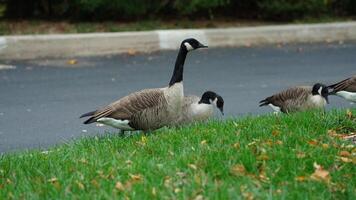 The wild goose having a rest on the grass land in autumn photo