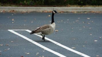 The wild goose having a rest on the grass land in autumn photo