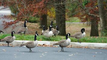 The wild goose having a rest on the grass land in autumn photo