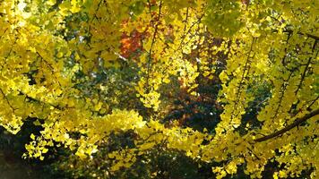 The beautiful central park autumn landscape with the colorful trees in New York photo