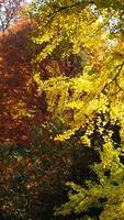 The beautiful central park autumn landscape with the colorful trees in New York photo