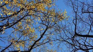 The beautiful central park autumn landscape with the colorful trees in New York photo