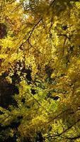 The beautiful central park autumn landscape with the colorful trees in New York photo