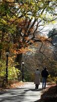 The beautiful central park autumn landscape with the colorful trees in New York photo