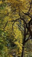 The beautiful central park autumn landscape with the colorful trees in New York photo