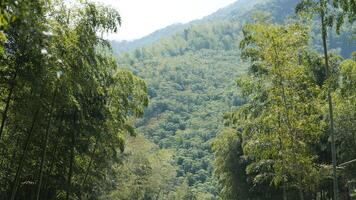The beautiful mountains landscapes with the green bamboo forests as background in the countryside of the China photo