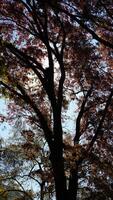 The beautiful central park autumn landscape with the colorful trees in New York photo