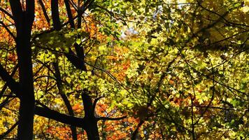The beautiful central park autumn landscape with the colorful trees in New York photo