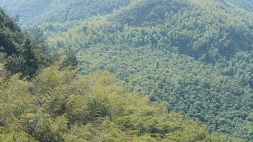 el hermosa montañas paisajes con el verde bambú bosques como antecedentes en el campo de el China foto