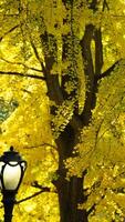 The beautiful central park autumn landscape with the colorful trees in New York photo