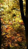 The beautiful central park autumn landscape with the colorful trees in New York photo