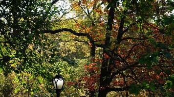 The beautiful central park autumn landscape with the colorful trees in New York photo
