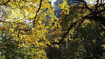 The beautiful central park autumn landscape with the colorful trees in New York photo