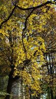The beautiful central park autumn landscape with the colorful trees in New York photo