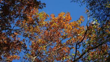 The beautiful central park autumn landscape with the colorful trees in New York photo