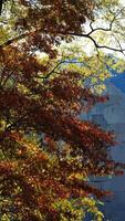 The beautiful central park autumn landscape with the colorful trees in New York photo