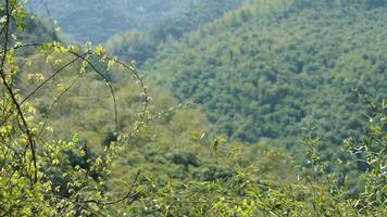 The beautiful mountains landscapes with the green bamboo forests as background in the countryside of the China photo
