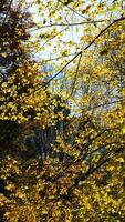 The beautiful central park autumn landscape with the colorful trees in New York photo