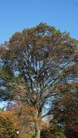 The beautiful central park autumn landscape with the colorful trees in New York photo