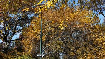 The beautiful central park autumn landscape with the colorful trees in New York photo