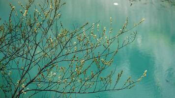 The beautiful lake landscapes with the green forest as background in the countryside of the China photo