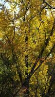 The beautiful central park autumn landscape with the colorful trees in New York photo