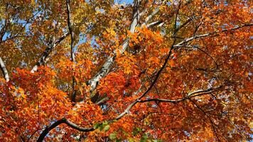 The beautiful central park autumn landscape with the colorful trees in New York photo