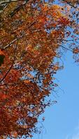The beautiful central park autumn landscape with the colorful trees in New York photo