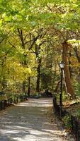 The beautiful central park autumn landscape with the colorful trees in New York photo