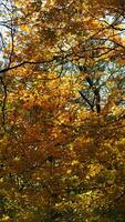 The beautiful central park autumn landscape with the colorful trees in New York photo