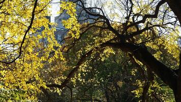 The beautiful central park autumn landscape with the colorful trees in New York photo