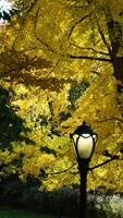 The beautiful central park autumn landscape with the colorful trees in New York photo
