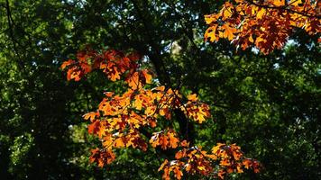 The beautiful central park autumn landscape with the colorful trees in New York photo