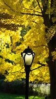 The beautiful central park autumn landscape with the colorful trees in New York photo