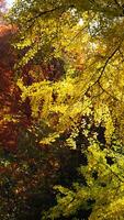The beautiful central park autumn landscape with the colorful trees in New York photo