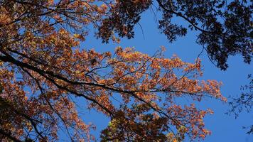 The beautiful central park autumn landscape with the colorful trees in New York photo