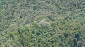 The beautiful mountains landscapes with the green bamboo forests as background in the countryside of the China photo