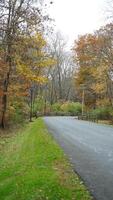 The colorful forest view in the natural park in autumn photo