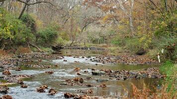 The colorful forest view in the natural park in autumn photo